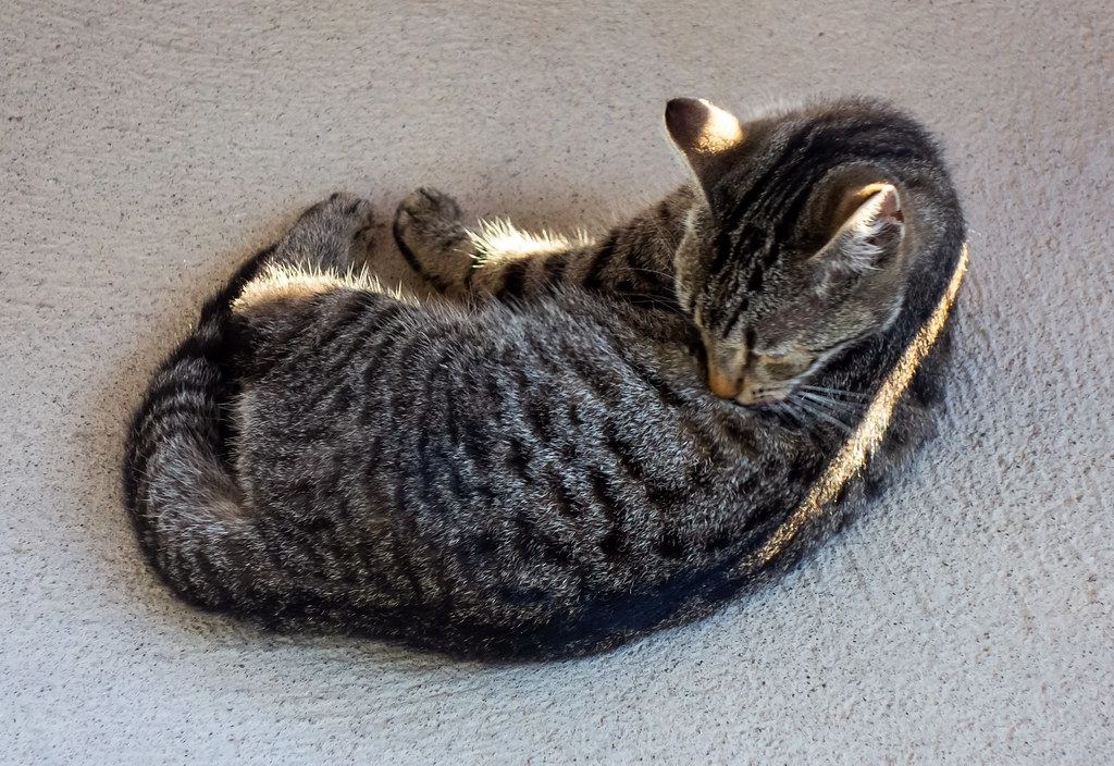 Cats
