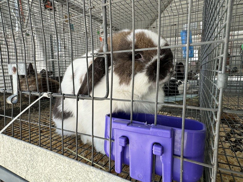 Rabbits